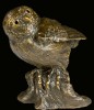 Pygmy Owl