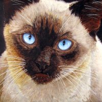 Angel Cat