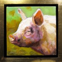 Calm Pig