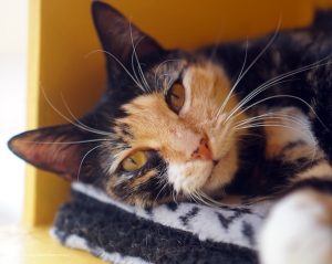 A photo of an adult cat