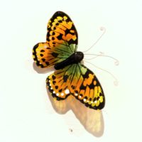 Orange & Green Butterfly
Tanya Mirchandani
4" x 4" x 1.5"
glass
$75