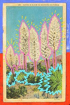 Electric Yuccas by