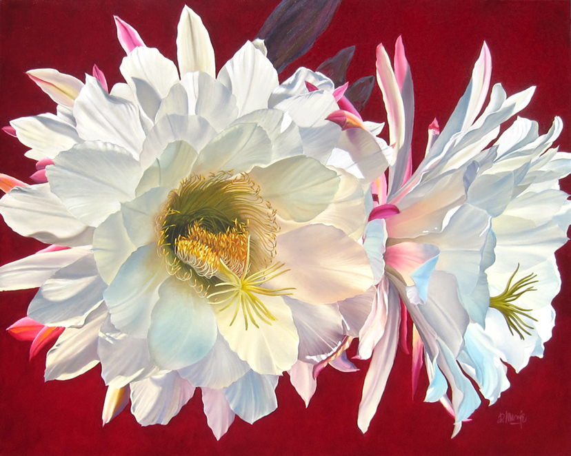 Hot Pink Echinopsis #3 by