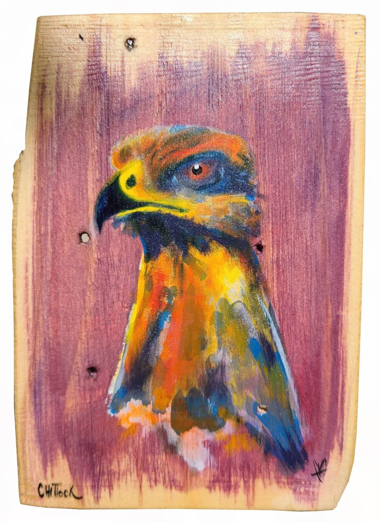 Savanna Hawk by
